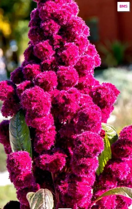 Amaranth - Elephant Head