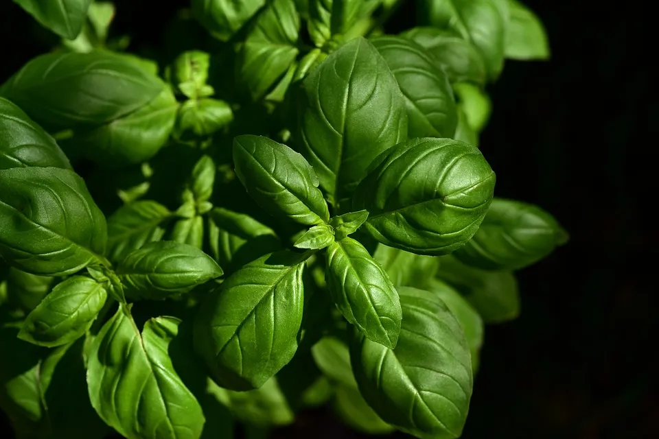 Basil - Genovese