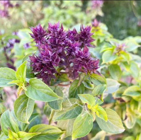 Basil - Siam Queen Thai Basil