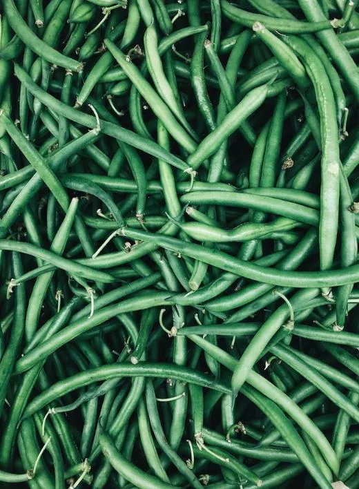 Bean - Blue Lake (Pole)