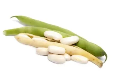 Bean - Cannellini (Bush)