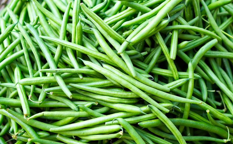 Bean - Contender (Bush)
