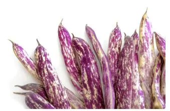 Bean - Dragons Tongue Wax Bean (Bush)