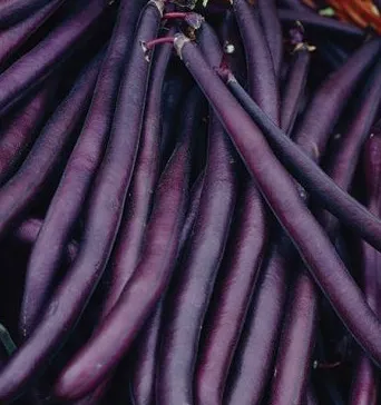 Bean - Royal Burgundy (Bush)