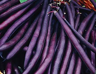 Bean - Royal Burgundy (Bush)