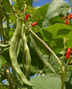 Bean - Scarlet Runner Bean (Pole)