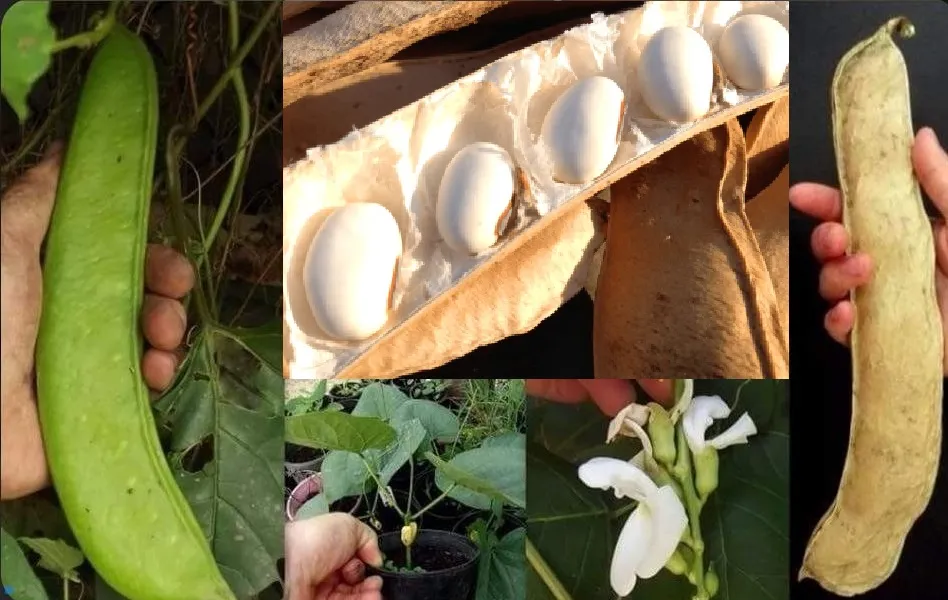 Bean - Sword Bean, Shironata Mame, White Flower Bean