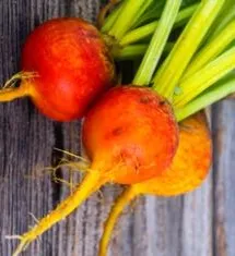 Beet - Golden Detroit