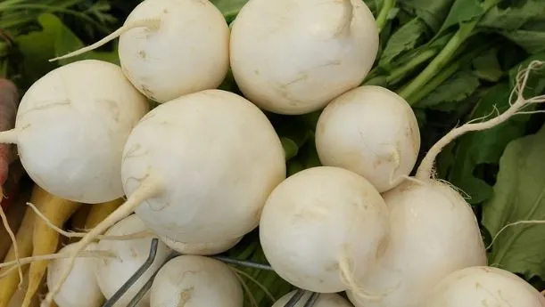 Beet - White Albino