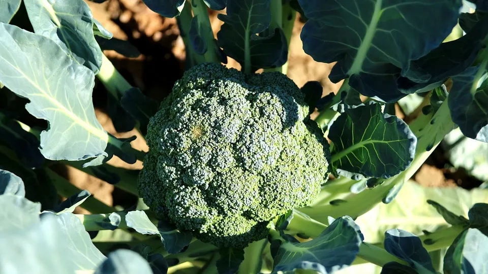 Broccoli - Waltham 29 Broccoli