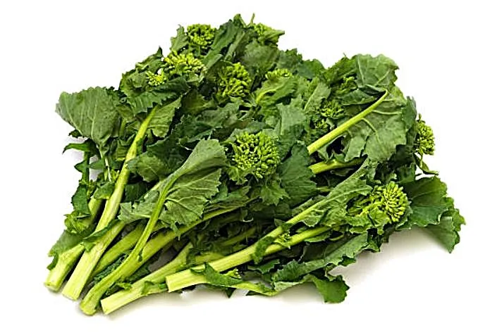 Broccoli Rabe - Early Fall Rapini