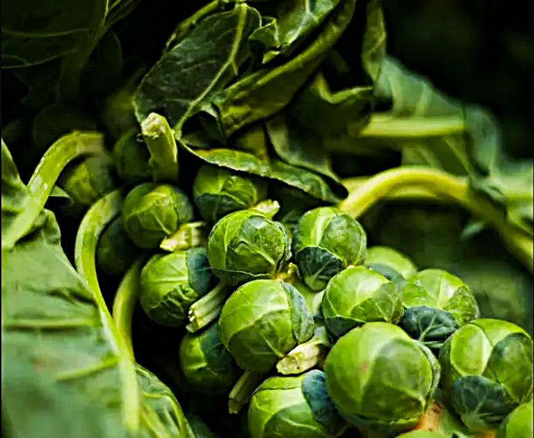 Brussels Sprouts - Long Island Improved