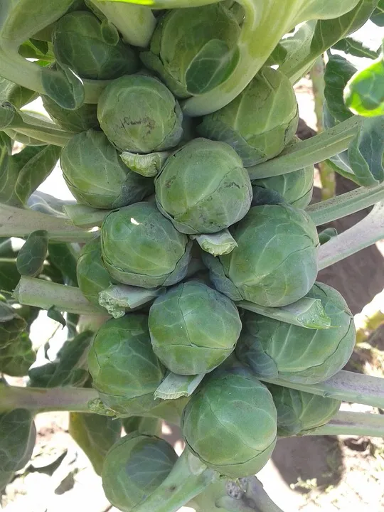 Brussels Sprouts - Long Island Improved