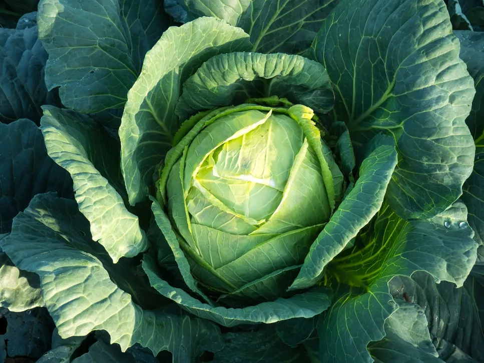 Cabbage - Golden Acre