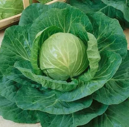 Cabbage - Green Express, a smaller cabbage
