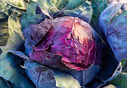 Cabbage - Mammoth Red Rock