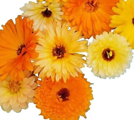 Calendula - Fancy Mix