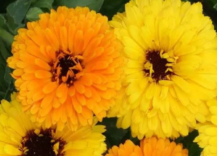 Calendula - Fiesta Gitana