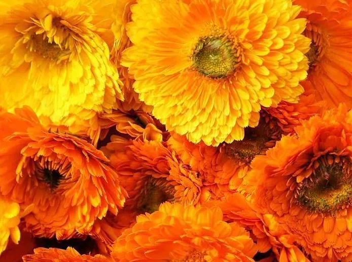 Calendula - Pacific Beauty Mixture