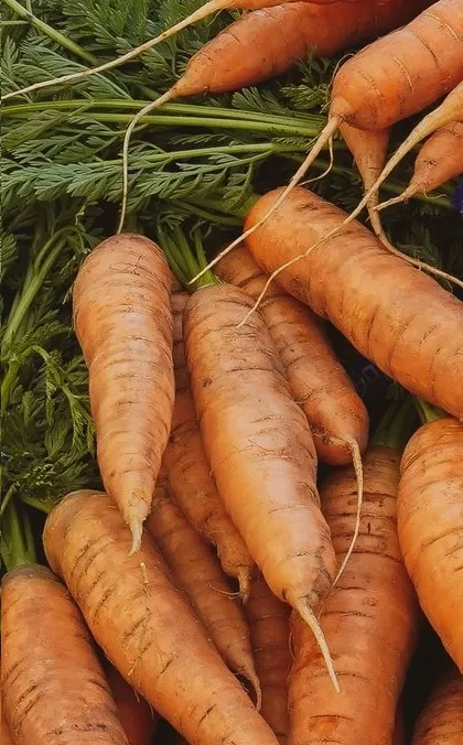 Carrot - Danvers