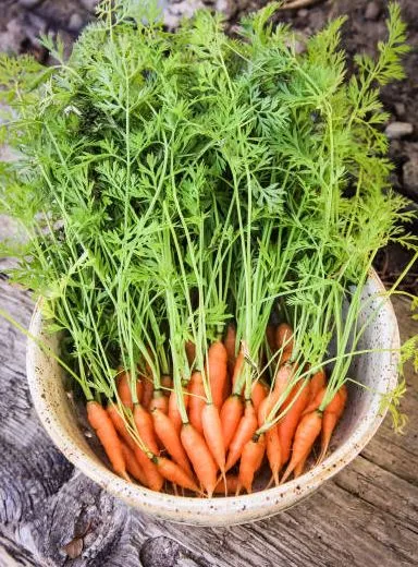 Carrot - Little Finger