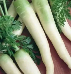 Carrot - Lunar White