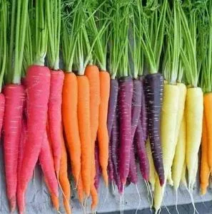 Carrot - Rainbow Blend