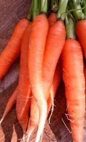 Carrot - Scarlet Nantes