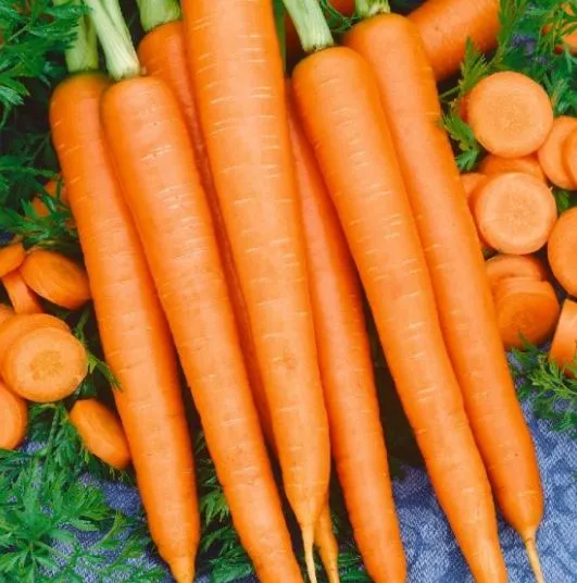 Carrot - Tendersweet