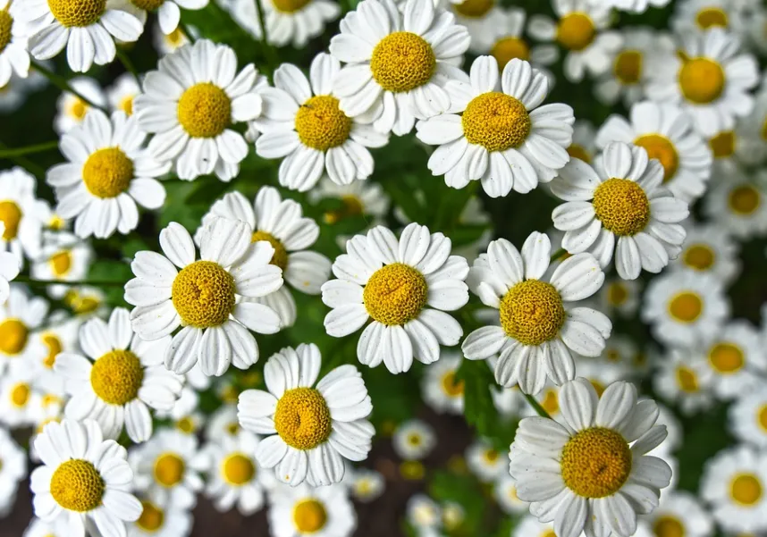 Chamomile - German Chamomile