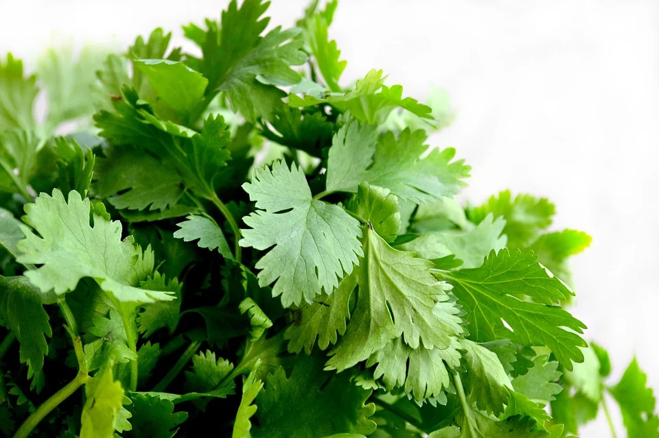 Cilantro - Coriander