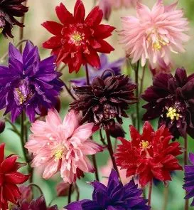 Columbine - Double Mix, Aquilegia
