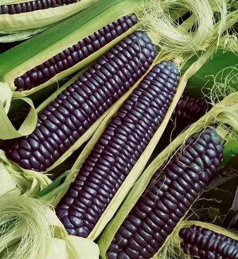 Corn - Blue Hopi Flint