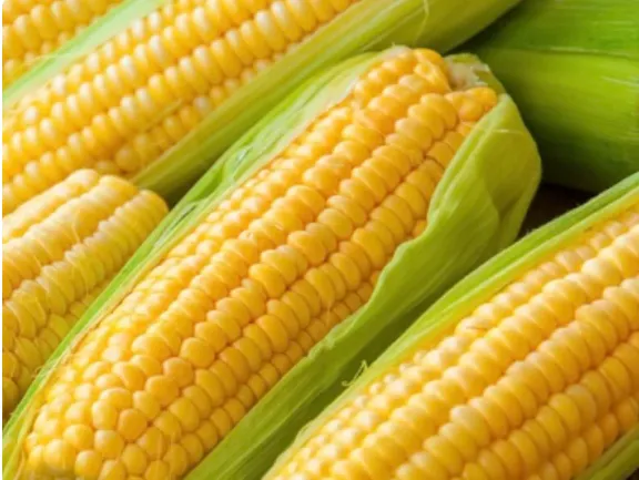 Corn - Golden Bantam 12