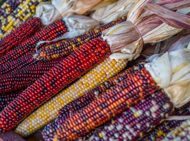 Corn - Painted Hills Sweet Corn