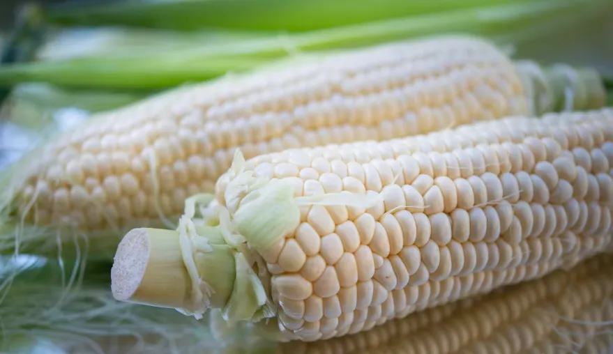 Corn - Sweet Country Gentleman