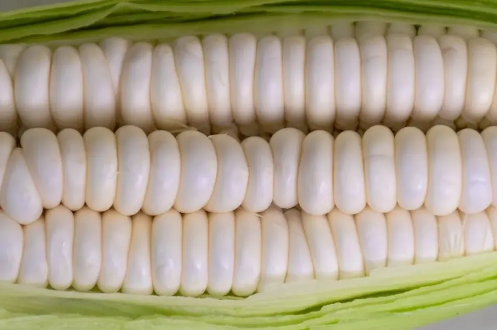 Corn - Truckers Favorite White, Dent