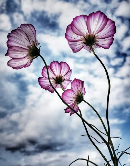 Cosmos - Candy Stripe