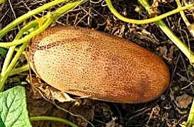 Cucumber - Brown Russian