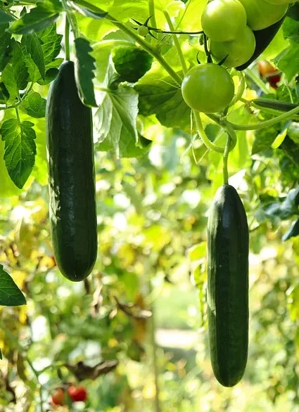 Cucumber - Marketmore