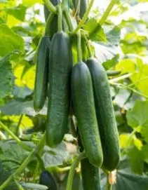 Cucumber - Spacemaster 80