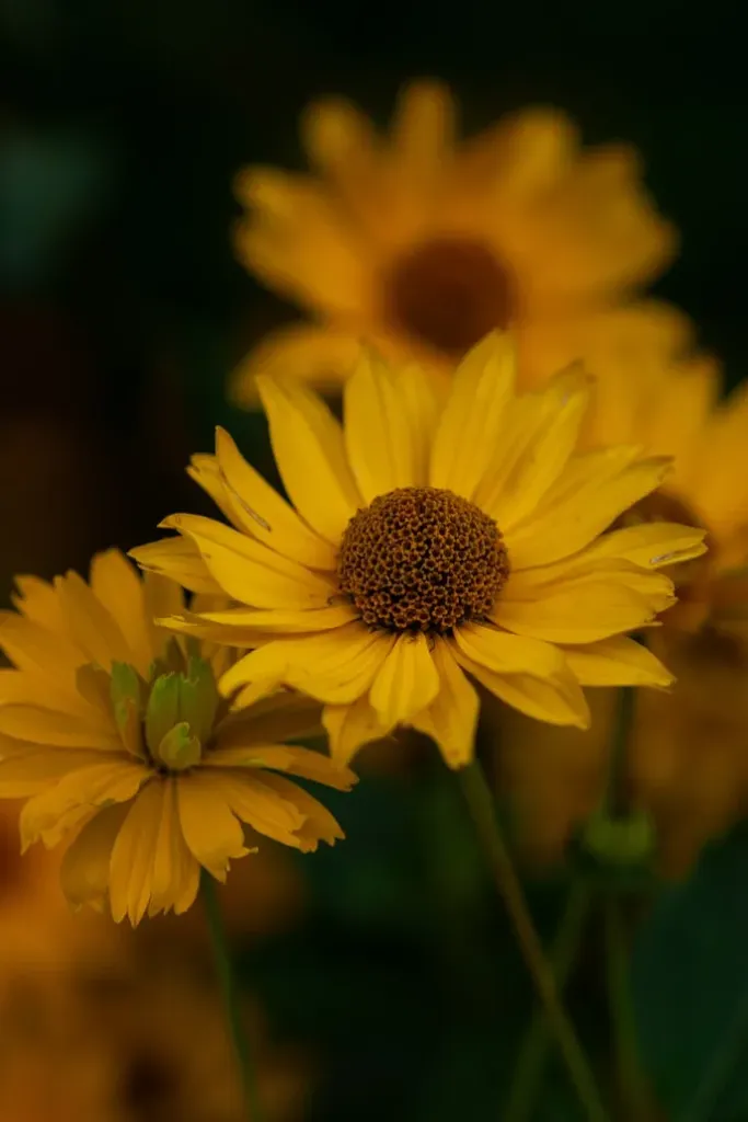 Daisy - African Orange & Yellow