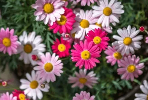 Daisy - Painted Daisies