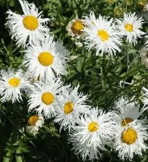 Daisy - Shasta Crazy Daisy