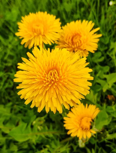 Dandelion - True Wild Dandelion Seeds