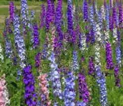 Delphinium Imperial Mix