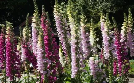 Digitalis - Foxglove Mixed Colors