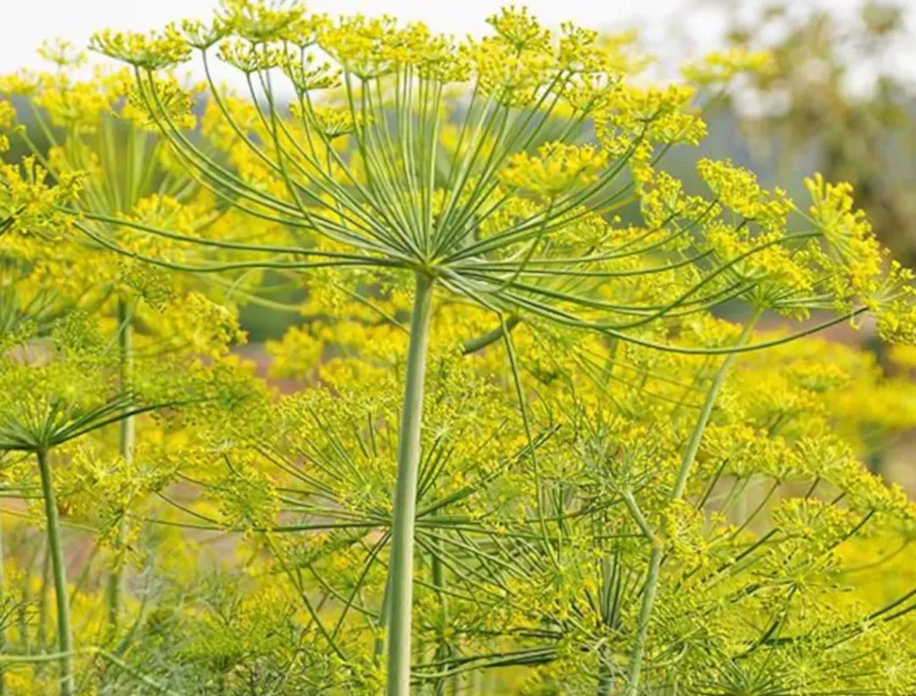 Dill - Mammoth Long Island Dill