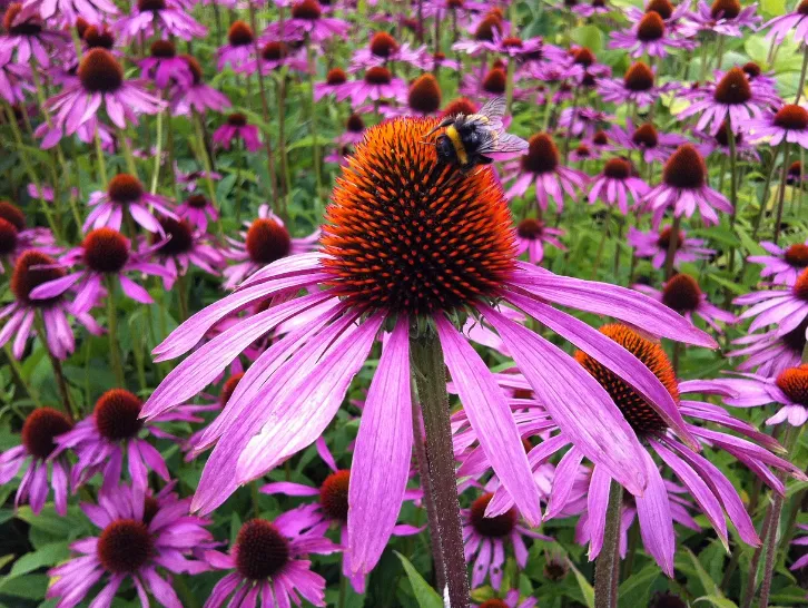 Echinacea - Purple Coneflower
