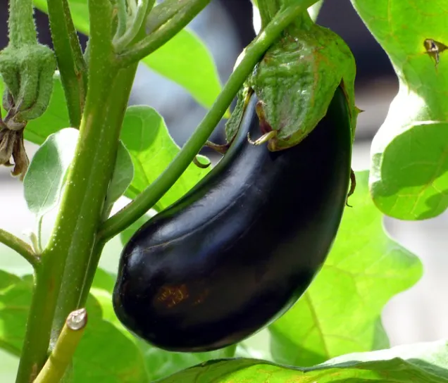Eggplant - Black Beauty